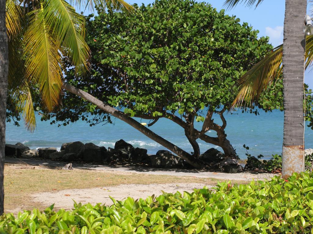 Tamarind Reef Resort Spa & Marina Christiansted Eksteriør bilde